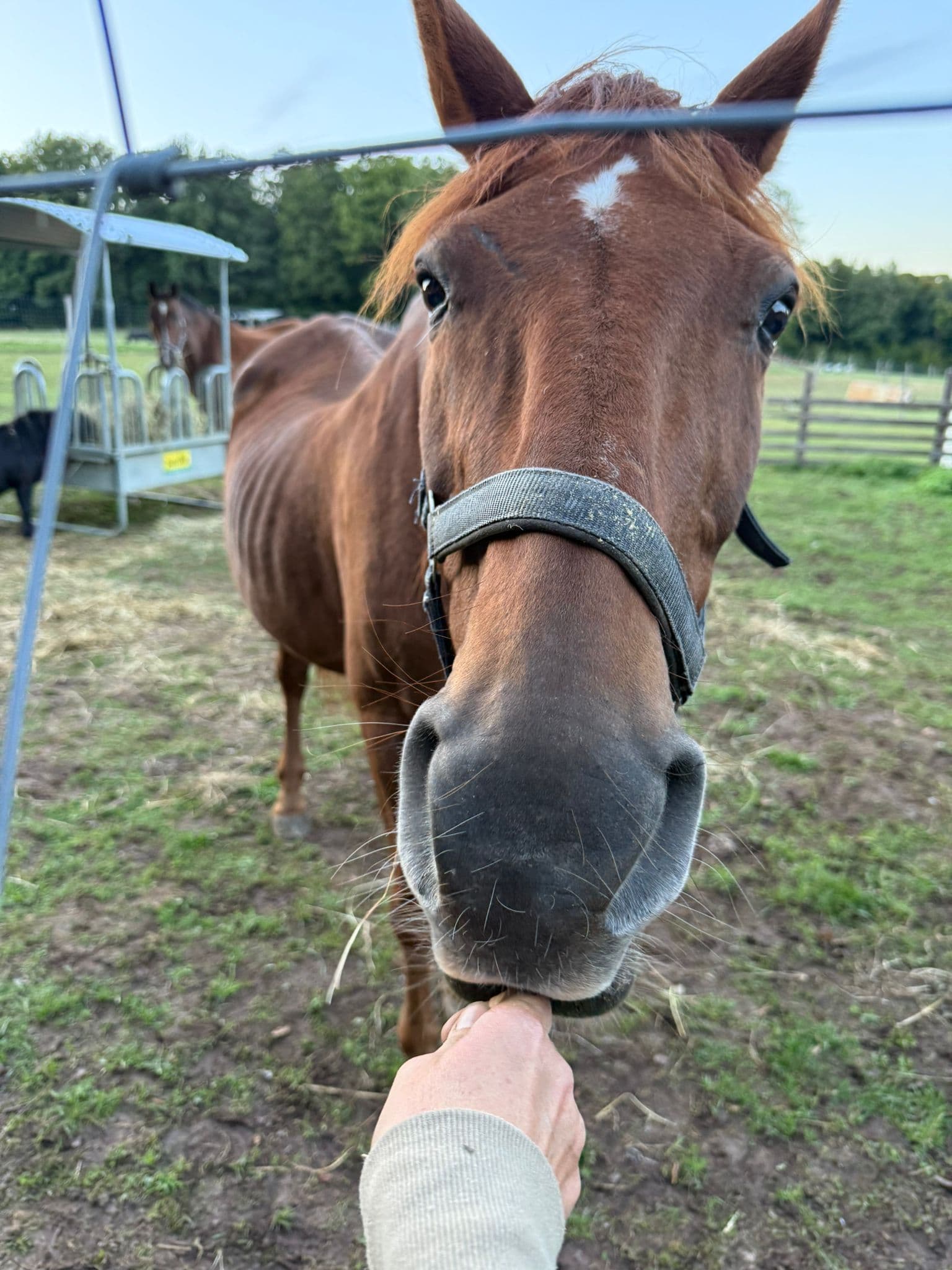Whitney bekommt ein Leckerlie